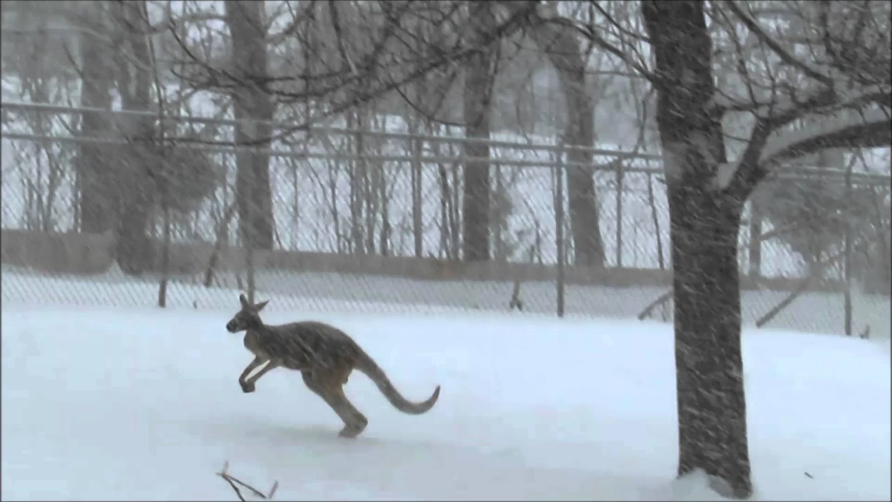 Kangaroos + Snow! YouTube