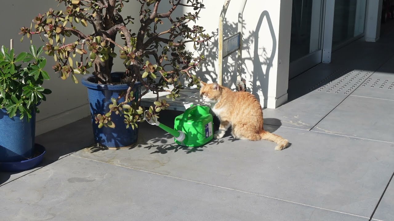 【島旅】海と猫とアートに癒される島【香川県・男木島】