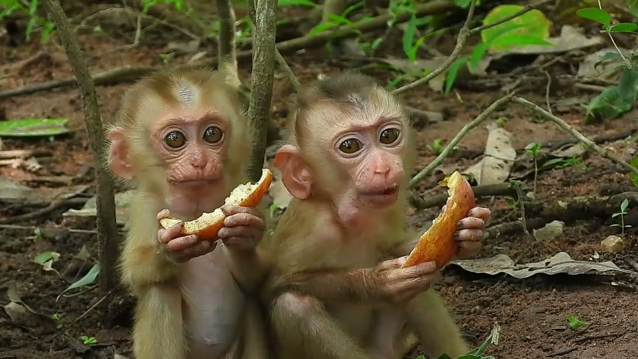 Happy with the baby monkeys. Mom is sharing the food, now for both baby monkeys.