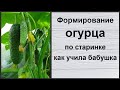 Формирование огурца по старинке как учила бабушка. Урожай до морозов.