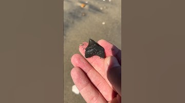 Sick posterior megalodon tooth found on the beach at Calvert cliffs!