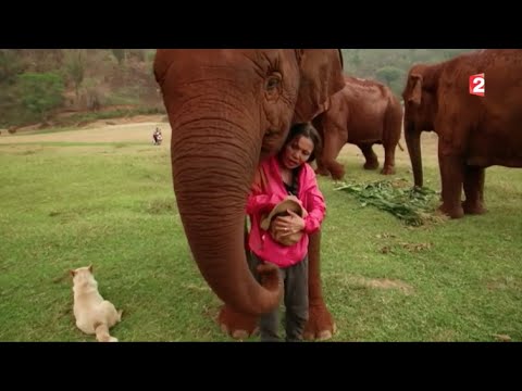 Vidéo: Une Vidéo Montre Le Côté Obscur Du Tourisme D'éléphants En Thaïlande