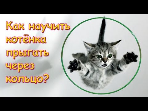 Как научить котенка прыгать через кольцо или обруч. Дрессировка