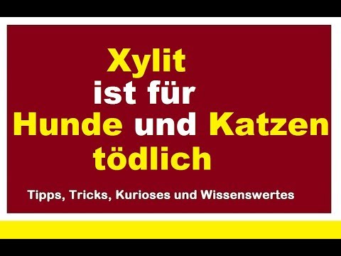 Video: Xylit Tötet Hunde! Töte Also Das Xylit In DEINER Ernährung