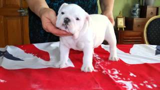 Honey Girl Chiot Femelle Bulldog Anglais Blanche