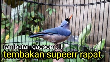 RAMBATAN GACOR TEMBAKAN RAPAT