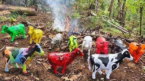 MENEMUKAN SAPI LUCU, SAPI SAPI, SAPI JOGET, SAPI WARNA WARNI, SAPI KARTUN, SAPI MOO, SAPI BESAR, COW