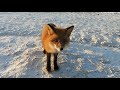 Fox goes on the warpath vs satisfying relax