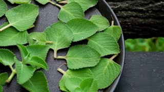 Try growing Indian Borage from leaves with surprising results!