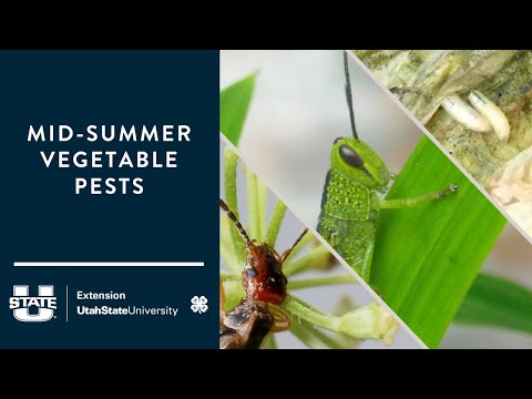 Video: Nosema Locustae Bait për kopshte - Si të përdorni Nomesa Locustae Pest Control