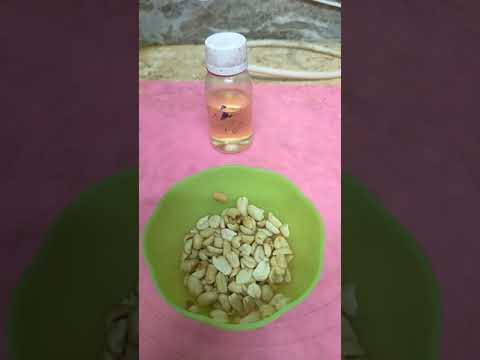 عندك بندق طوال العام رخيص كمان