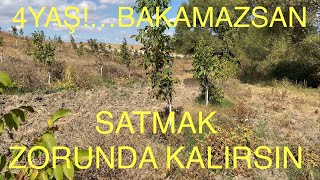 4 YAŞ! BAŞARILAMAYINCA SATLIĞA ÇIKARILMIŞ PERİŞAN BİR BAHÇE. Ceviz Adam Ahmet