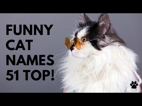 Video: 50 grappige kattennamen voor uw katachtige