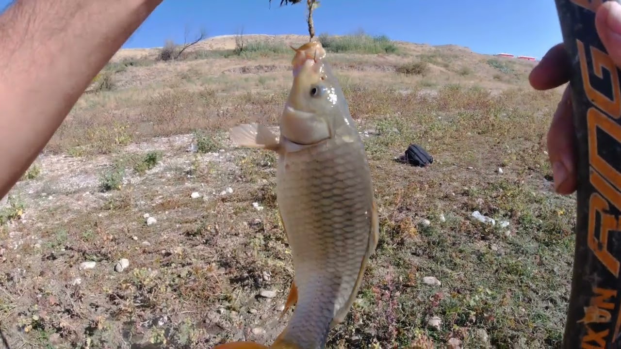 صيد سمك الكارب بعجينة الخبز معا الثوم