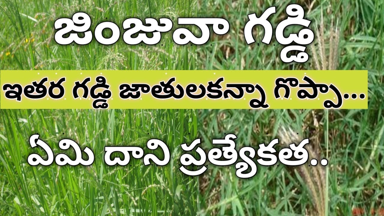 Jinjwa ( Marvel ) Grass Special Features | పశుపోషణలో జింజువా గడ్డి