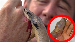 Top 10 Cobras Mais Venenosas do Mundo
