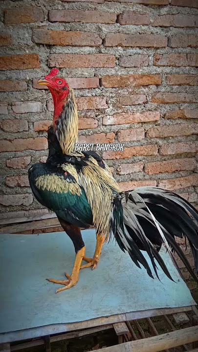 Yang mau langsung komen om#ayamberkualitas #ayam