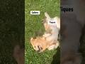 Les problemes arrivent  chien goldenretriever dog golden goldenretrieverpuppy pets sparow