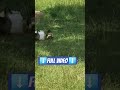 chocolate chickens clip #duck #chicken #jesus #birds #viralvideos #viral #shorts
