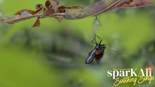 Songs For Sleeping - Wordless Cocoon - Version 2 screenshot 1
