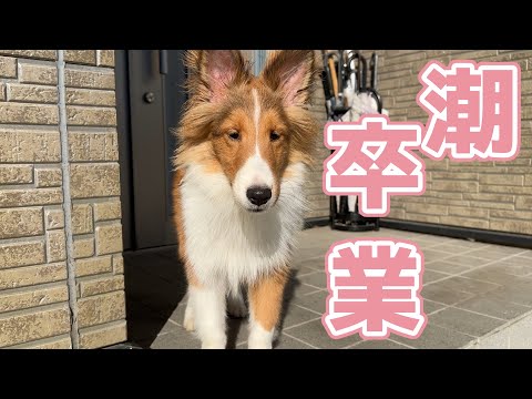 【シェルティ】潮ちゃん卒業🌸【おめでとう】