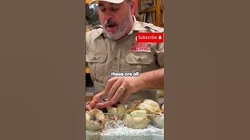 The Incubation Journey of Python Eggs! #snake #endangeredanimals #reptiles