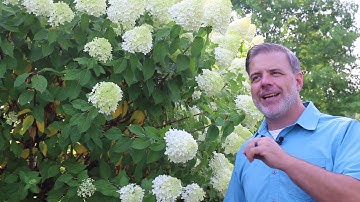 Panicle hydrangea (Hydrangea paniculata) - Plant Identification
