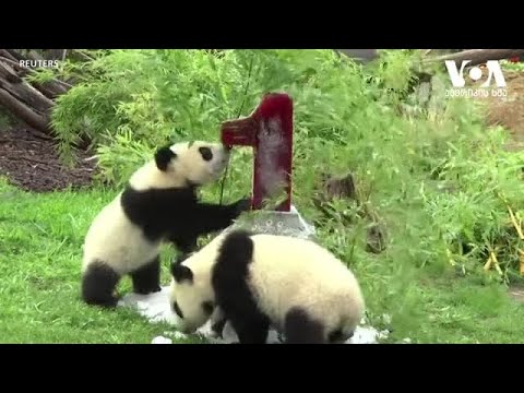 ტყუპი პანდები გერმანიიდან