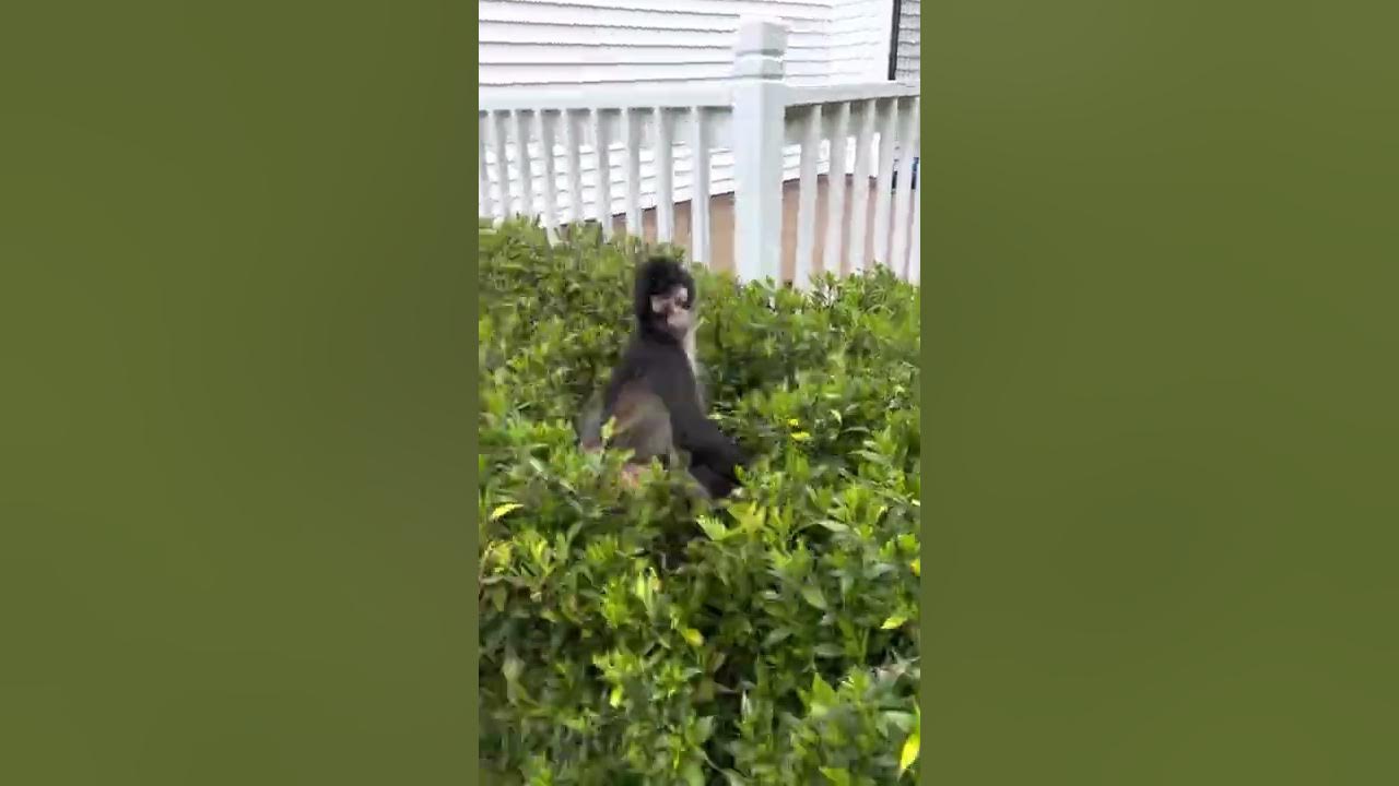 Keke the spider monkey exploring amd being silly 😆 #animallover #