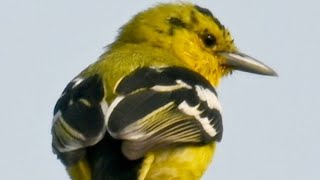 Call of Common Iora (सुभग पक्षी)