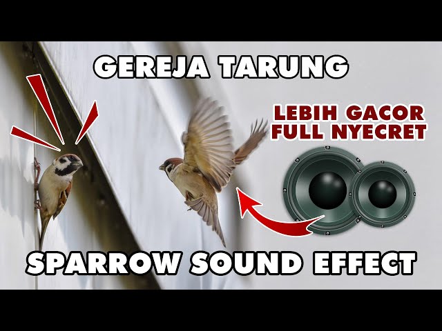 Sparrow Sound Effect | Suara Pikat Burung Gereja Tarung Gacor Nyecret Panjang class=