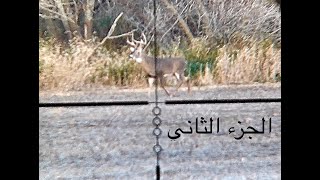 غزال التوتر العالي Hunting Deer USA