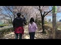 Spring Walk - Walking on a Sunny & Windy Saturday Afternoon, Seoul, Korea