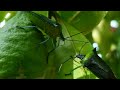 A BUGS LIFE | WHAT KIND OG BUGS | GREEN BUGS