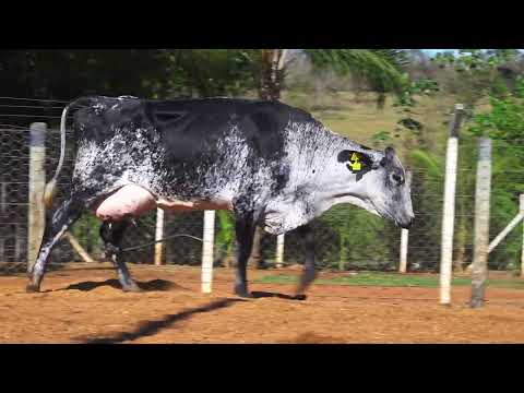 LOTE 67 5875 CM
