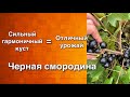 Обрезка чёрной смородины | Дневник садовода