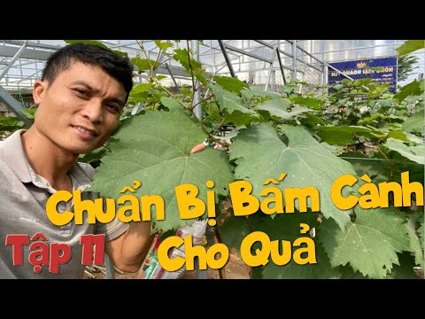 Video Tập 11: Không Tin Nổi! Vườn Nho 