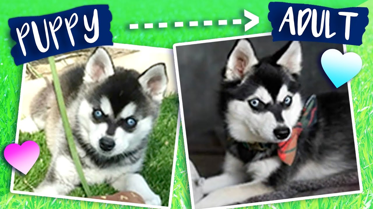 Alaskan Klee Kai Standard