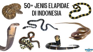 50  Jenis Ular Elapidae (Cobra, Krait, Ular Cabai, Ular Laut, Taipan, Death Adder, dll) di Indonesia