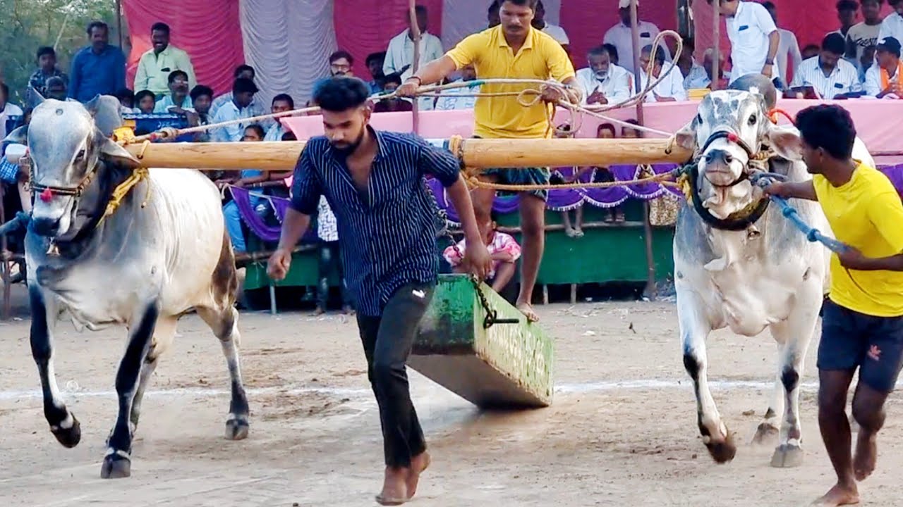🥈వావిలాల 4పళ్ళ విభాగం బండలాగుడు పోటీలు 18వ ss army bulls సాకేత్ పృథ్వీరాజ్ కృష్ణాపురం గ్రామం-bulls