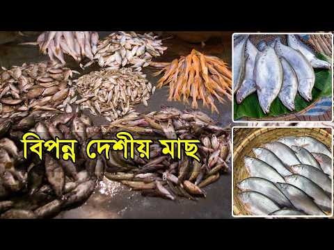বিপন্ন দেশীয় মাছ | Endangered Native Fishes | প্রকৃতি কথা | Nature's Tale