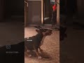 Bull terrier jump