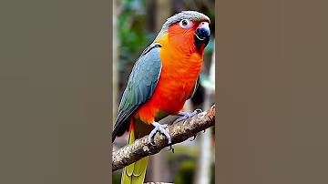 Amazing video for The Dusky Lory is a small parrot 16 k