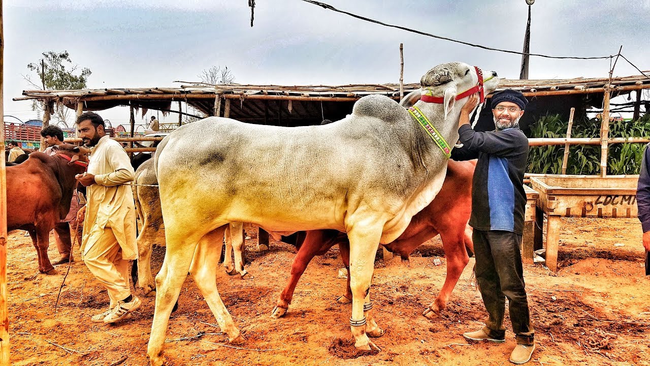 App Sub ki Request per Bakra Eid 2020 ka Bakra Mandi Pakistan men Bull