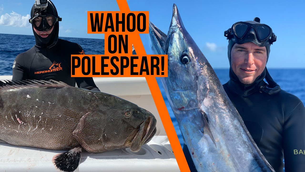 How We Shot a Wahoo and Big Grouper on a polespear 