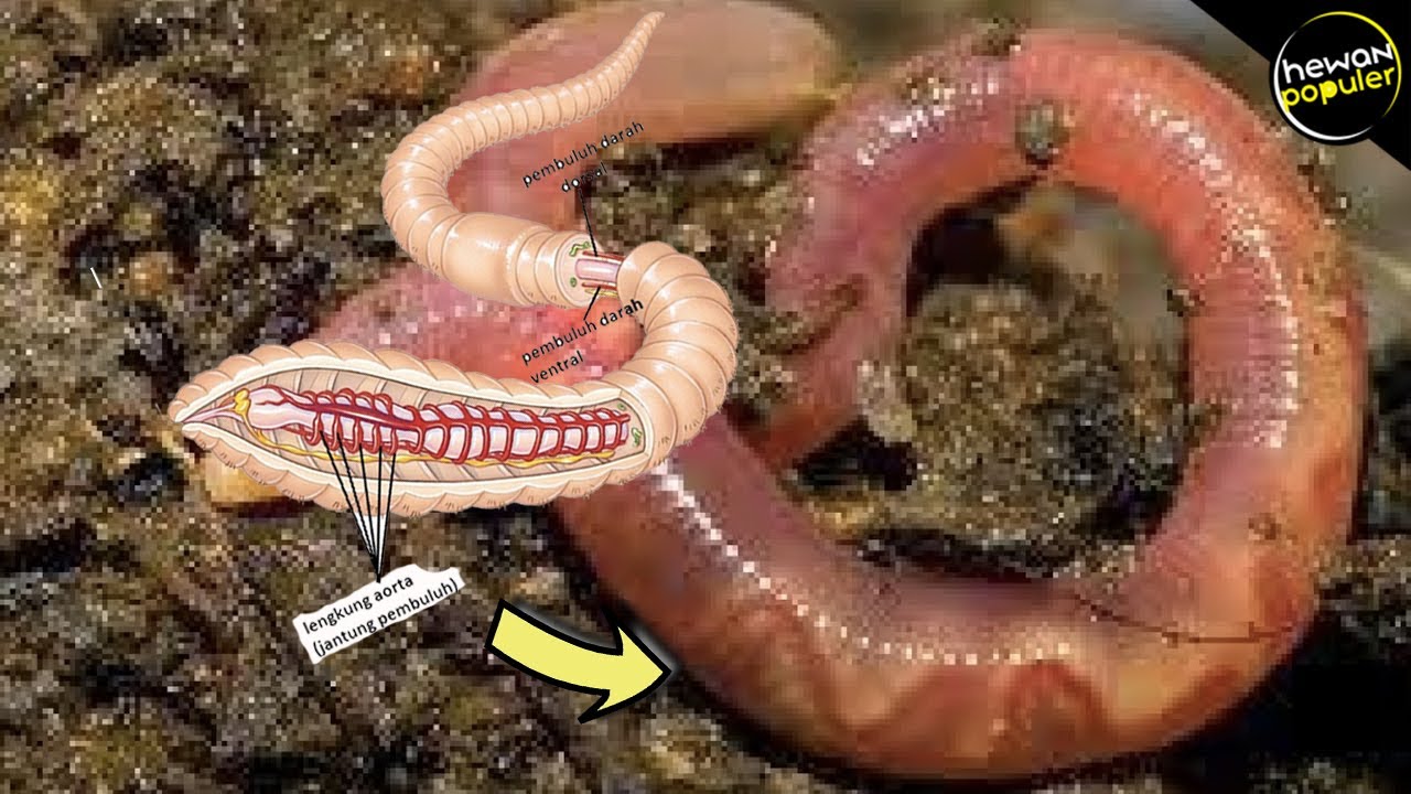 Pembuluh darah pada cacing tanah