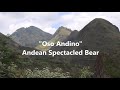 Watch Andean Spectacled Bear Cubs. Wild in Ecuador