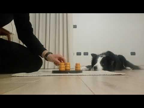 Problem Solving n.2 _ Maya Border Collie - YouTube