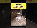 ワイの家にオカメインコ襲来ww ガチ威嚇されてるww #2ch面白いスレ #動物 #shorts