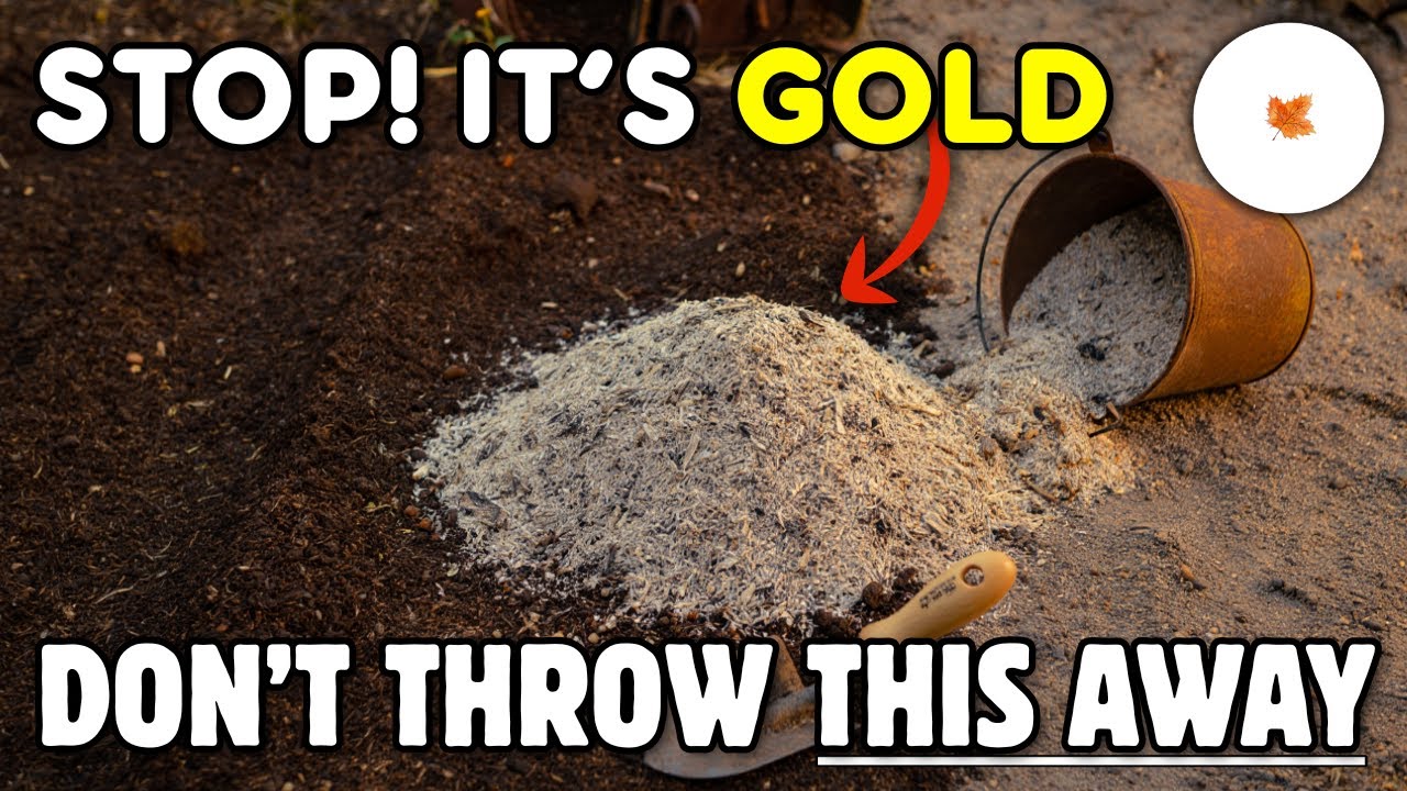 NEVER Throw Wood Ash Away! 1 Old Trick That Will Change Your Soil Forever